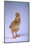 Chirping Chick-DLILLC-Mounted Photographic Print