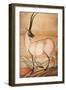 Chiru, 1840-Brian Houghton Hodgson-Framed Giclee Print