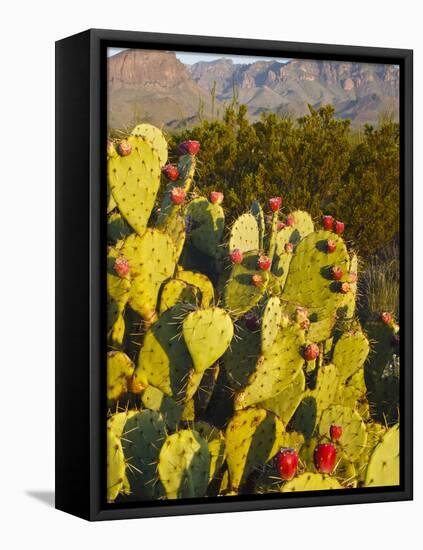 Chisos Mountains and Prickly Pear Cactus, Big Bend National Park, Brewster Co., Texas, Usa-Larry Ditto-Framed Stretched Canvas