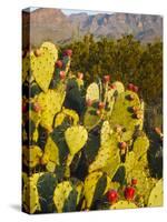 Chisos Mountains and Prickly Pear Cactus, Big Bend National Park, Brewster Co., Texas, Usa-Larry Ditto-Stretched Canvas