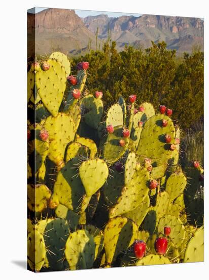 Chisos Mountains and Prickly Pear Cactus, Big Bend National Park, Brewster Co., Texas, Usa-Larry Ditto-Stretched Canvas