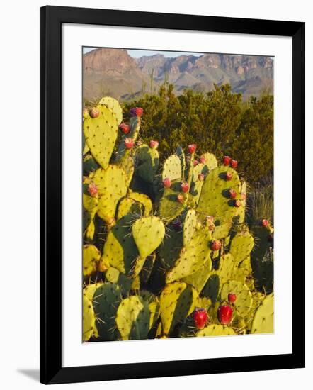 Chisos Mountains and Prickly Pear Cactus, Big Bend National Park, Brewster Co., Texas, Usa-Larry Ditto-Framed Premium Photographic Print
