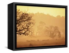 Chital Deer (Axis Axis) at Dawn, Kanha National Park, Madhya Pradesh, India-Pete Oxford-Framed Stretched Canvas