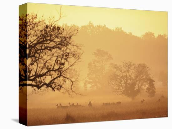 Chital Deer (Axis Axis) at Dawn, Kanha National Park, Madhya Pradesh, India-Pete Oxford-Stretched Canvas