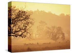 Chital Deer (Axis Axis) at Dawn, Kanha National Park, Madhya Pradesh, India-Pete Oxford-Stretched Canvas