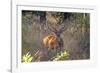 Chital deerl (Axis axis ), male with large antlers, Bandhavgarh National Park, Bandhavgarh, India.-Sylvain Cordier-Framed Photographic Print