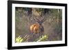 Chital deerl (Axis axis ), male with large antlers, Bandhavgarh National Park, Bandhavgarh, India.-Sylvain Cordier-Framed Photographic Print