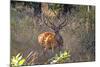 Chital deerl (Axis axis ), male with large antlers, Bandhavgarh National Park, Bandhavgarh, India.-Sylvain Cordier-Mounted Photographic Print