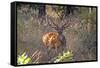 Chital deerl (Axis axis ), male with large antlers, Bandhavgarh National Park, Bandhavgarh, India.-Sylvain Cordier-Framed Stretched Canvas