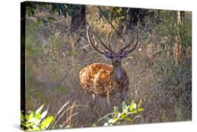 Chital deerl (Axis axis ), male with large antlers, Bandhavgarh National Park, Bandhavgarh, India.-Sylvain Cordier-Stretched Canvas