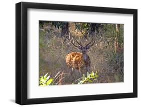 Chital deerl (Axis axis ), male with large antlers, Bandhavgarh National Park, Bandhavgarh, India.-Sylvain Cordier-Framed Photographic Print