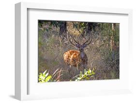 Chital deerl (Axis axis ), male with large antlers, Bandhavgarh National Park, Bandhavgarh, India.-Sylvain Cordier-Framed Photographic Print