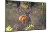 Chital deerl (Axis axis ), male with large antlers, Bandhavgarh National Park, Bandhavgarh, India.-Sylvain Cordier-Mounted Photographic Print