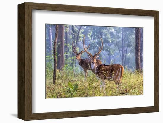 Chital, Madhya Pradesh, India-Art Wolfe Wolfe-Framed Photographic Print