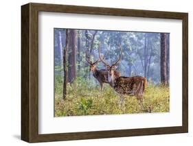 Chital, Madhya Pradesh, India-Art Wolfe Wolfe-Framed Photographic Print