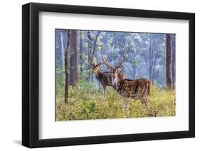 Chital, Madhya Pradesh, India-Art Wolfe Wolfe-Framed Photographic Print