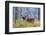 Chital, Madhya Pradesh, India-Art Wolfe Wolfe-Framed Photographic Print