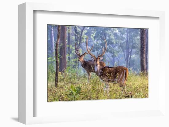 Chital, Madhya Pradesh, India-Art Wolfe Wolfe-Framed Photographic Print