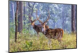 Chital, Madhya Pradesh, India-Art Wolfe Wolfe-Mounted Photographic Print