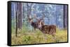 Chital, Madhya Pradesh, India-Art Wolfe Wolfe-Framed Stretched Canvas