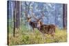 Chital, Madhya Pradesh, India-Art Wolfe Wolfe-Stretched Canvas