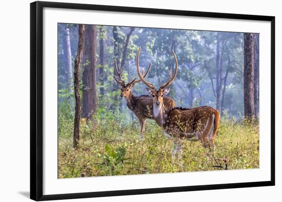 Chital, Madhya Pradesh, India-Art Wolfe Wolfe-Framed Photographic Print