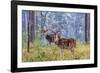 Chital, Madhya Pradesh, India-Art Wolfe Wolfe-Framed Photographic Print