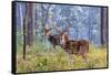 Chital, Madhya Pradesh, India-Art Wolfe Wolfe-Framed Stretched Canvas