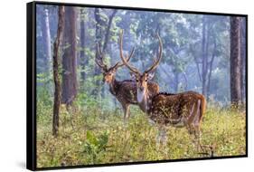 Chital, Madhya Pradesh, India-Art Wolfe Wolfe-Framed Stretched Canvas