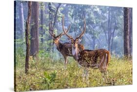 Chital, Madhya Pradesh, India-Art Wolfe Wolfe-Stretched Canvas