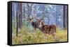 Chital, Madhya Pradesh, India-Art Wolfe Wolfe-Framed Stretched Canvas