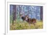 Chital, Madhya Pradesh, India-Art Wolfe Wolfe-Framed Photographic Print