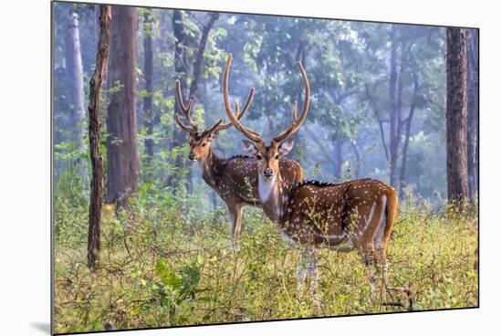 Chital, Madhya Pradesh, India-Art Wolfe Wolfe-Mounted Photographic Print