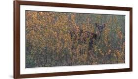 Chital, Madhya Pradesh, India-Art Wolfe Wolfe-Framed Photographic Print