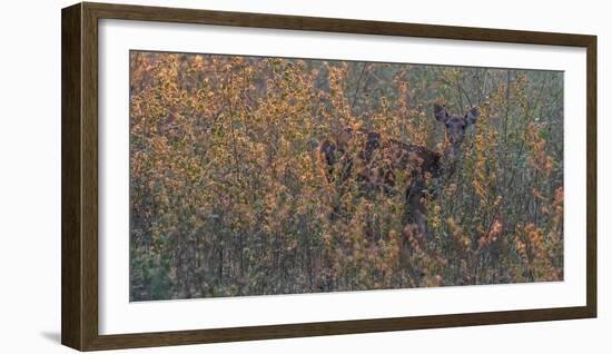 Chital, Madhya Pradesh, India-Art Wolfe Wolfe-Framed Photographic Print