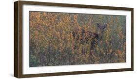 Chital, Madhya Pradesh, India-Art Wolfe Wolfe-Framed Photographic Print