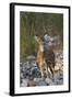 Chital Stag on the Riverbed of River Ramganga, Corbett NP, India-Jagdeep Rajput-Framed Photographic Print