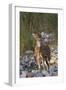 Chital Stag on the Riverbed of River Ramganga, Corbett NP, India-Jagdeep Rajput-Framed Photographic Print