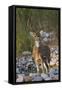 Chital Stag on the Riverbed of River Ramganga, Corbett NP, India-Jagdeep Rajput-Framed Stretched Canvas