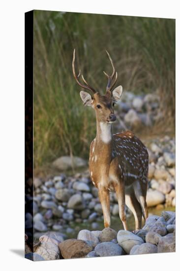 Chital Stag on the Riverbed of River Ramganga, Corbett NP, India-Jagdeep Rajput-Stretched Canvas