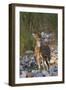 Chital Stag on the Riverbed of River Ramganga, Corbett NP, India-Jagdeep Rajput-Framed Premium Photographic Print