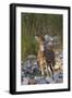 Chital Stag on the Riverbed of River Ramganga, Corbett NP, India-Jagdeep Rajput-Framed Premium Photographic Print