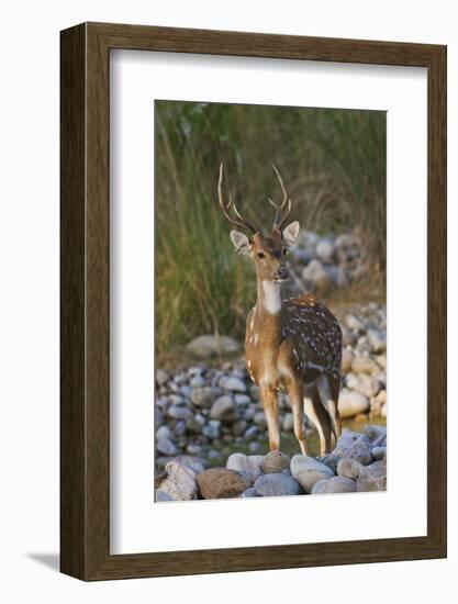 Chital Stag on the Riverbed of River Ramganga, Corbett NP, India-Jagdeep Rajput-Framed Photographic Print