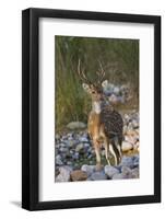 Chital Stag on the Riverbed of River Ramganga, Corbett NP, India-Jagdeep Rajput-Framed Photographic Print