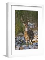 Chital Stag on the Riverbed of River Ramganga, Corbett NP, India-Jagdeep Rajput-Framed Photographic Print