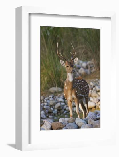 Chital Stag on the Riverbed of River Ramganga, Corbett NP, India-Jagdeep Rajput-Framed Photographic Print