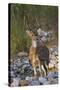 Chital Stag on the Riverbed of River Ramganga, Corbett NP, India-Jagdeep Rajput-Stretched Canvas