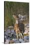 Chital Stag on the Riverbed of River Ramganga, Corbett NP, India-Jagdeep Rajput-Stretched Canvas