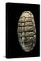 Chiton Squamosus-Paul Starosta-Stretched Canvas