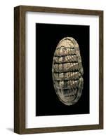 Chiton Squamosus-Paul Starosta-Framed Photographic Print